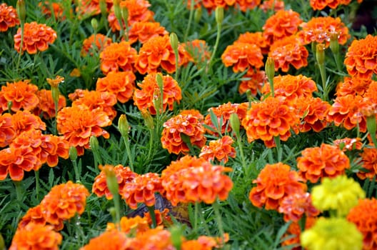 beautiful summer garden with yellow marigold