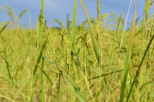 paddy rice in field , Thailand