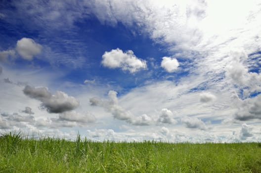 Green field and sky blue with cloud