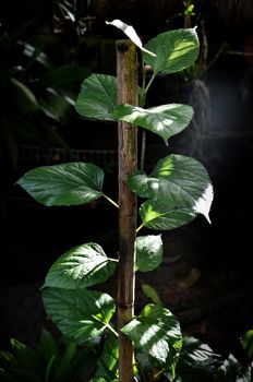 detail of raspberry leaves