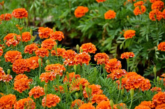 beautiful summer garden with yellow marigold