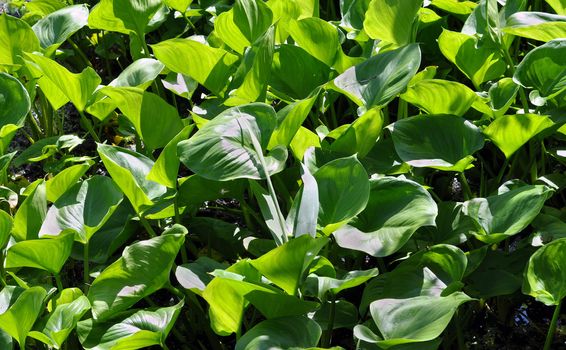 Natural background: a leaves calla the marsh, Moscow suburbs, the central Russia