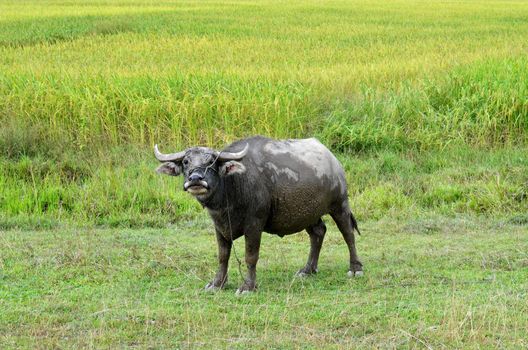 Thai buffalo in grass field