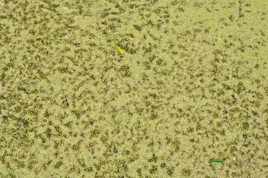 Natural background: a duckweed and leaves on a pond