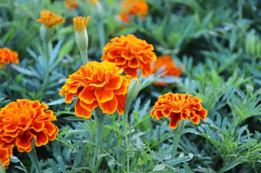 beautiful summer garden with yellow marigold