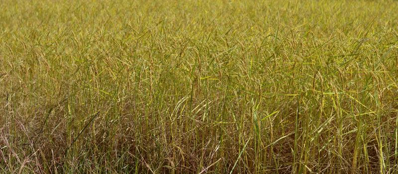 paddy rice in  field ,Thailand