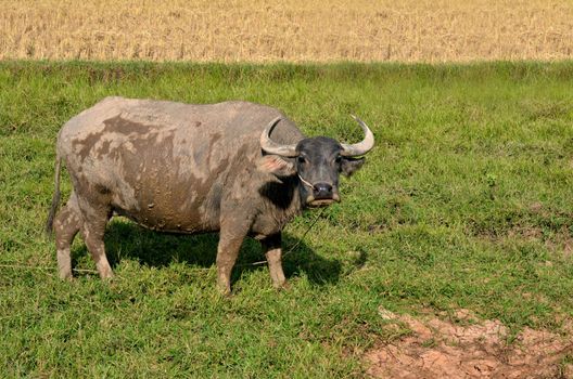 Thai buffalo in grass field