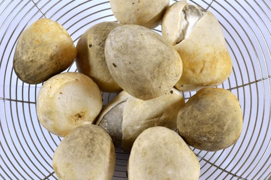 fresh straw mushrooms  on sieve