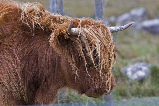 single highland cattle with blurred background