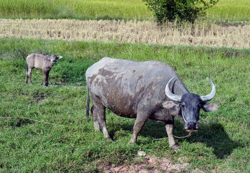 Cute baby  buffalo with it's mother frontal