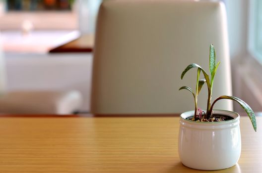 Plants at table in restaurant