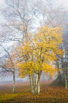 Dense fog in fall - Birch trees in the mist on cold November day