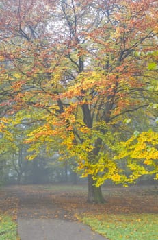 Fog in November - Colorful beechtree in mist in fall