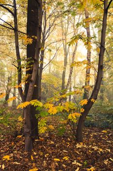 Misty forest in fall with some sunshine through the fog