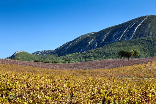 Rows of vineyard in autumn. Natural Park of Arrabida.