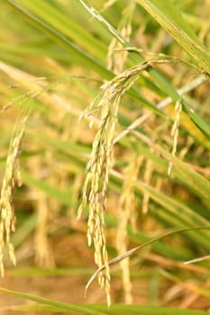 spike in thai farm rice near sunset
