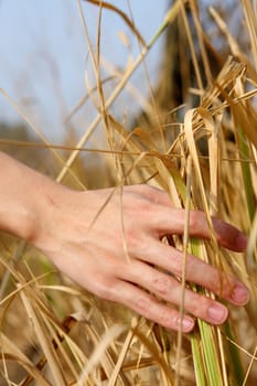 close up of a man's hand touching the grass, 'feeling nature