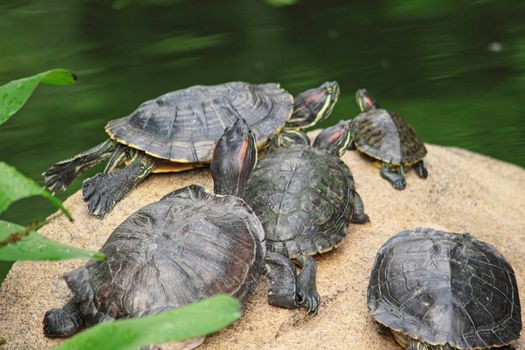 tortoise sitting on stone 