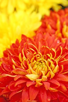 red flower background