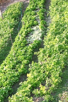 field of young green corn plants 