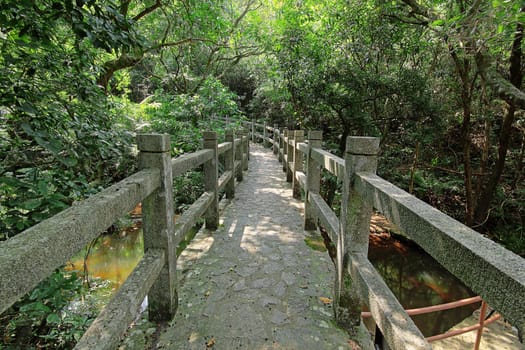 Bridge in the forest