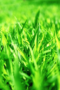 Green field