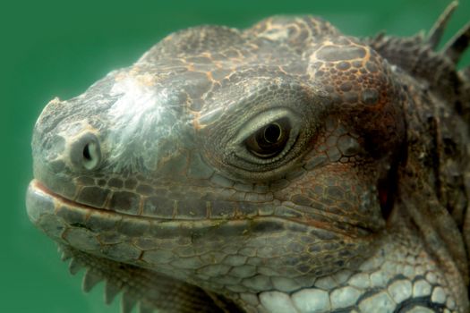 iguana close up at day