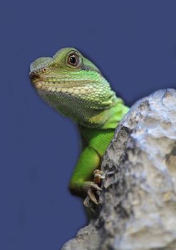 iguana close up at day