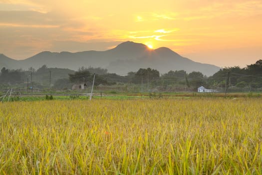 Golden sunset over farm field 