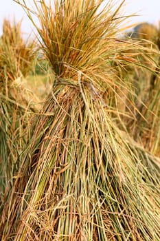 Harvest rice 