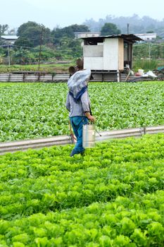 Cultivated land and farmer spraying 