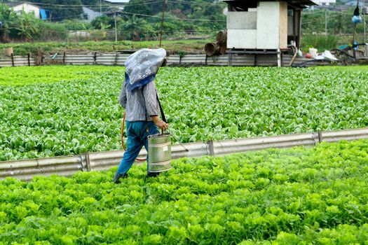 Cultivated land and farmer spraying 