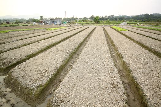 Cultivated land