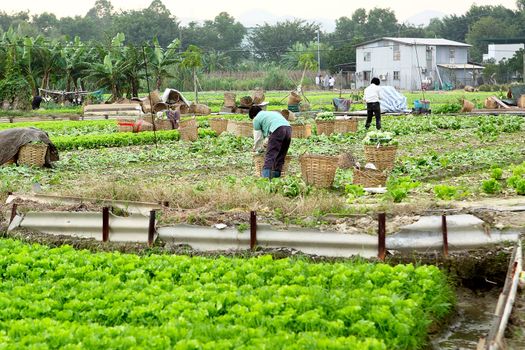 farmer working in cultivated land