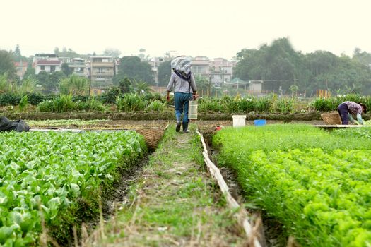 farmer working in cultivated land
