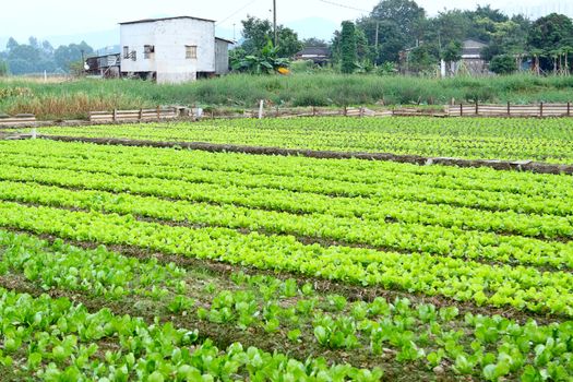Rows of plants in a cultivated farmers field 