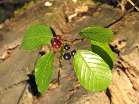 Red and black berries in autumn forest