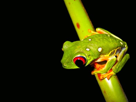 red eyed tree frog sitting on a twig
