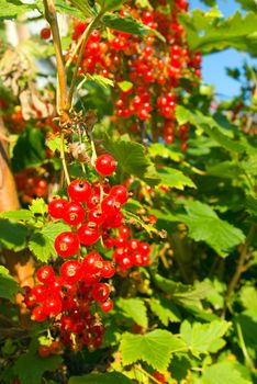 red currant,greater beautiful fresh berries,autumn