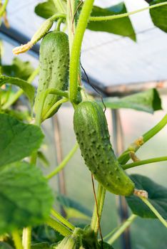 Green cucumber in hothouse.Growing cucumbers