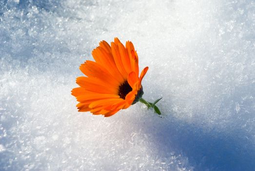 Alive bright Flower under first snow, winter snowfall