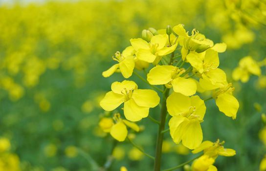 Rape oilseed flower over blooming field