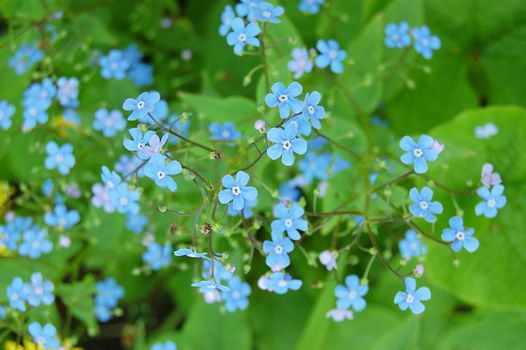 Forget-me-not flowers over green grass