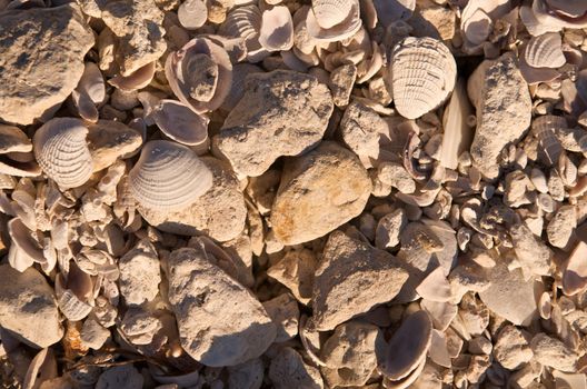 Close up of sea shells and rocks.
