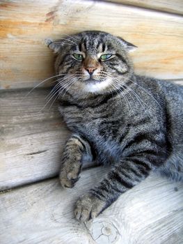 cute domestic cat in funny pose