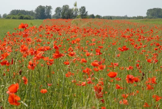 Poppy flowers