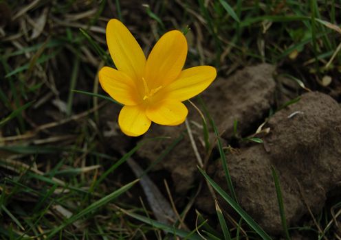 yellow crocus over green grass