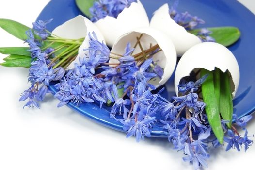 Violets in egg shells on blue plate isolated on white