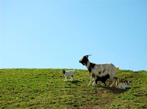 Family of goats grazing in the green field