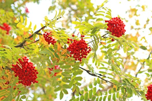 Three ash-berry clusters. Autumn background.